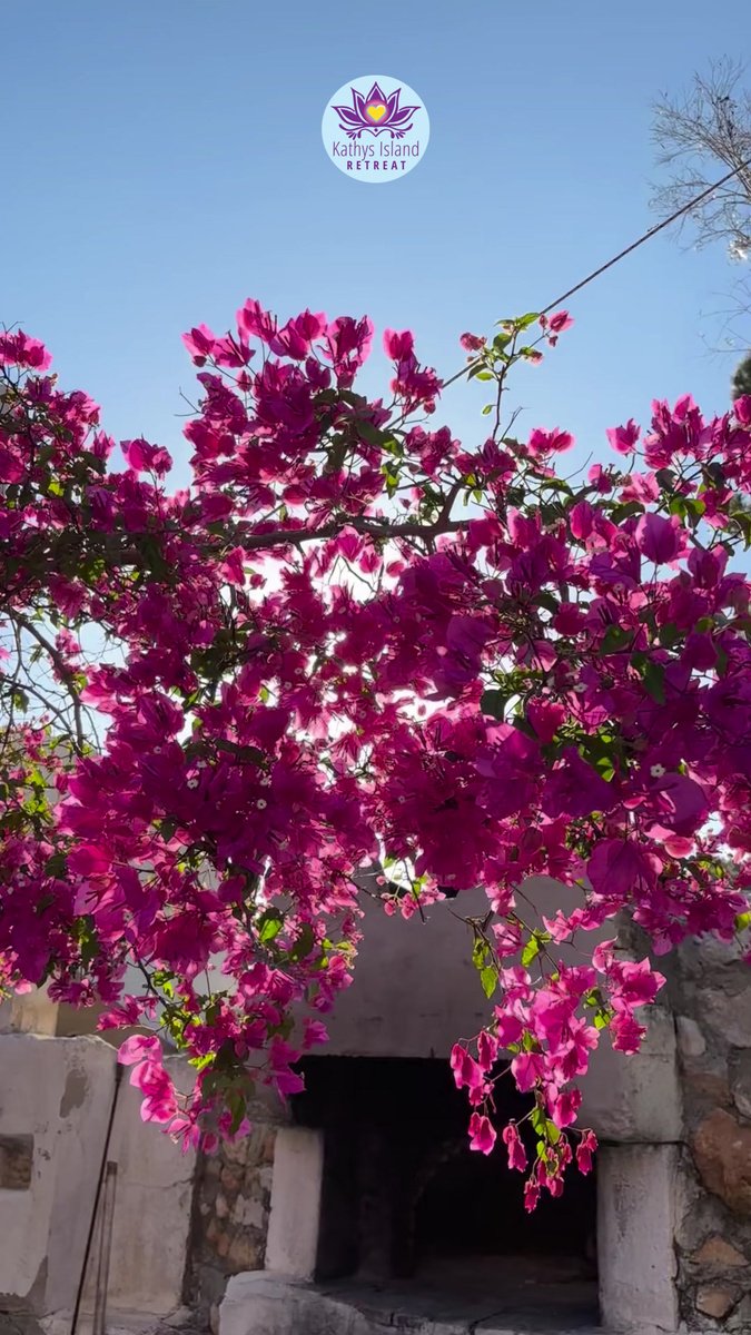 Bougainvillea in the retreat gardens